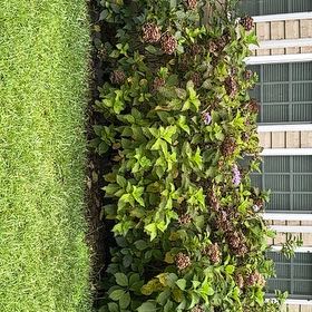 Photo of the plant species Hydrangea by @SupremePecan named Blue Hydrangea on Greg, the plant care app