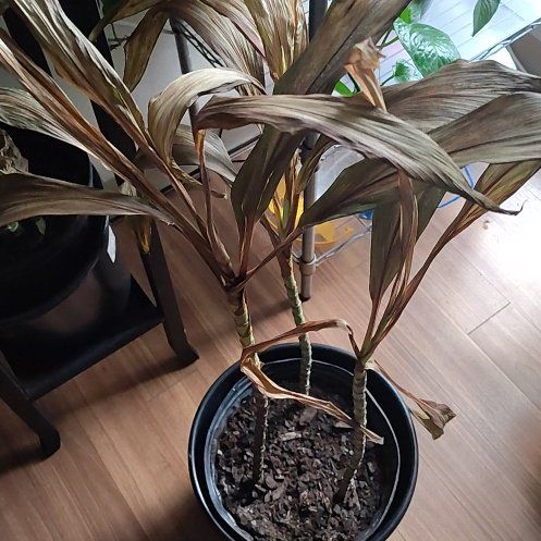 Photo of the plant species Corn Plant by @SturdyMaitake27 named Austen on Greg, the plant care app