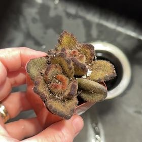 Photo of the plant species Common Iceplant by @GrownBearcorn named Planty on Greg, the plant care app