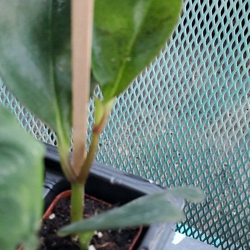 Photo of the plant species Pearl Laceleaf by @DebonairTozzia9 named Sahara on Greg, the plant care app