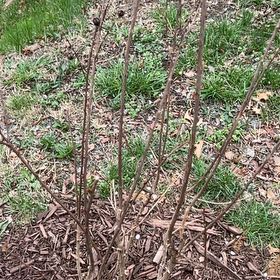Photo of the plant species Sioux Crape Myrtle by @ChirpyLovevine named Stella on Greg, the plant care app