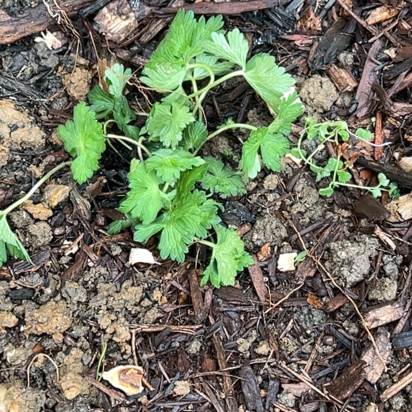 Photo of the plant species Geranium 'Rozanne' by @ChirpyLovevine named Ulysses S Plant on Greg, the plant care app