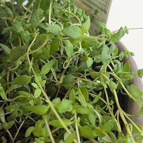 Photo of the plant species English Thyme by @RuggedLovage11 named Duke on Greg, the plant care app