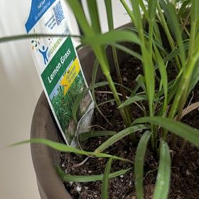 Photo of the plant species Lemon Grass by @RuggedLovage11 named Clooney on Greg, the plant care app
