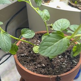 Photo of the plant species Chocolate Mint by @RuggedLovage11 named Michelle Branch on Greg, the plant care app
