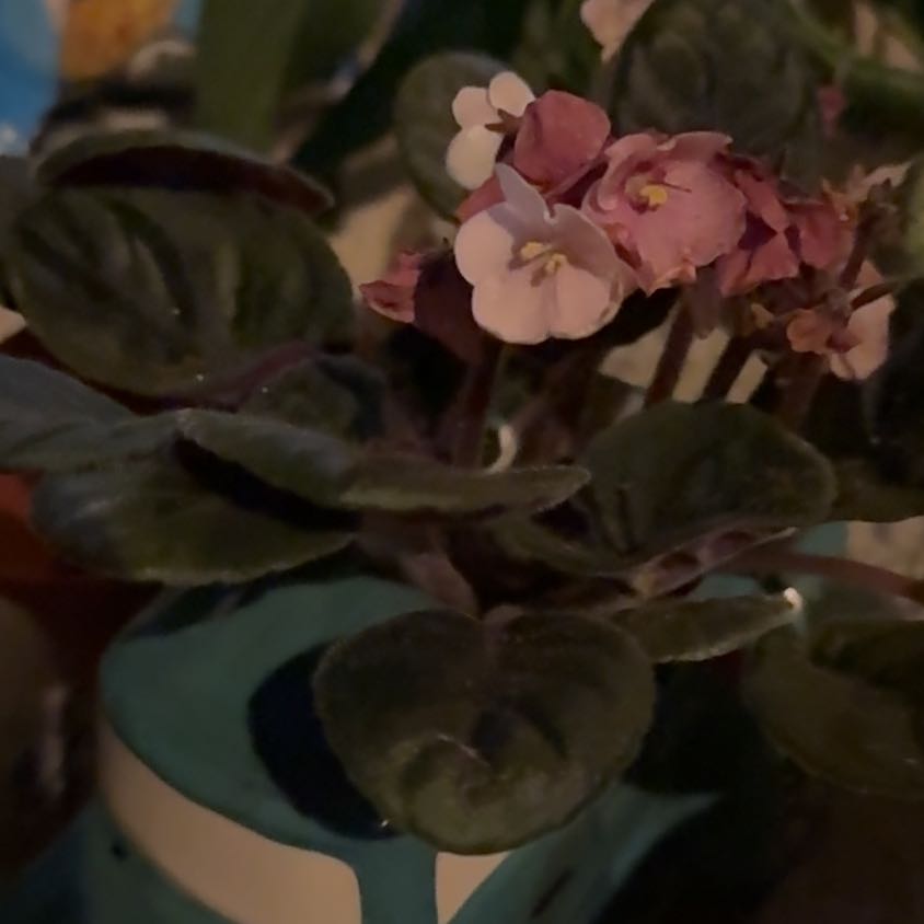 Photo of the plant species African Violet by @SirWasabi26 named Remington on Greg, the plant care app