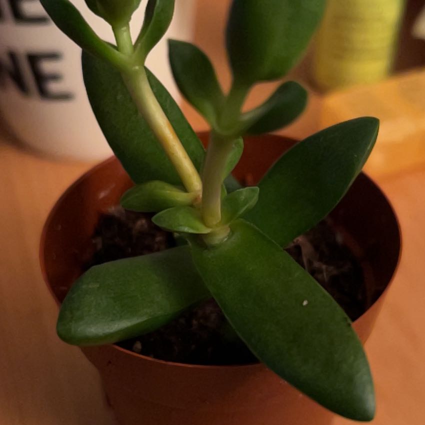 Photo of the plant species Crassula capitella subsp. capitella by @PowerfulBonsai named Scarlett on Greg, the plant care app