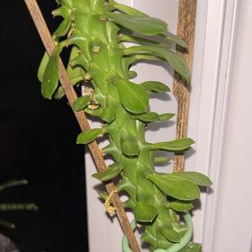 Photo of the plant species sausage plant by @PowerfulBonsai named Treeyoncé on Greg, the plant care app
