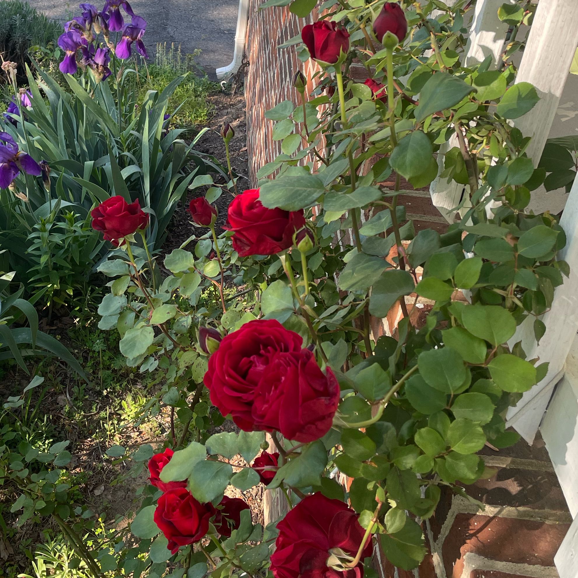 Photo of the plant species Don Juan Climbing Rose by @ZestSiricote4 named Rihanna on Greg, the plant care app