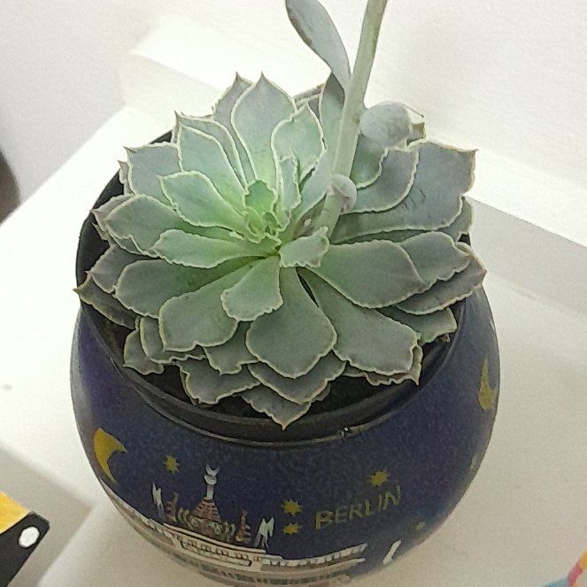 Photo of the plant species Echeveria Shaviana Pink Frills by @CosmicTaro12 named Beyonce on Greg, the plant care app