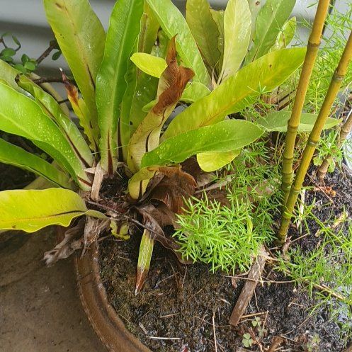 Photo of the plant species Bird's Nest Fern by @ElatedSnailvine named James Dean on Greg, the plant care app