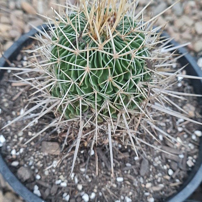 Photo of the plant species Tepenexcomitl by @ElatedSnailvine named Willow on Greg, the plant care app
