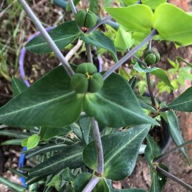Photo of the plant species Caper Spurge by @BoldSilkvine21 named Plato on Greg, the plant care app