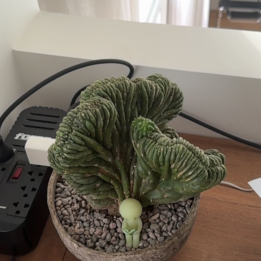 Photo of the plant species Crested San Pedro Cactus by @YesWoodfern77 named Mochi on Greg, the plant care app