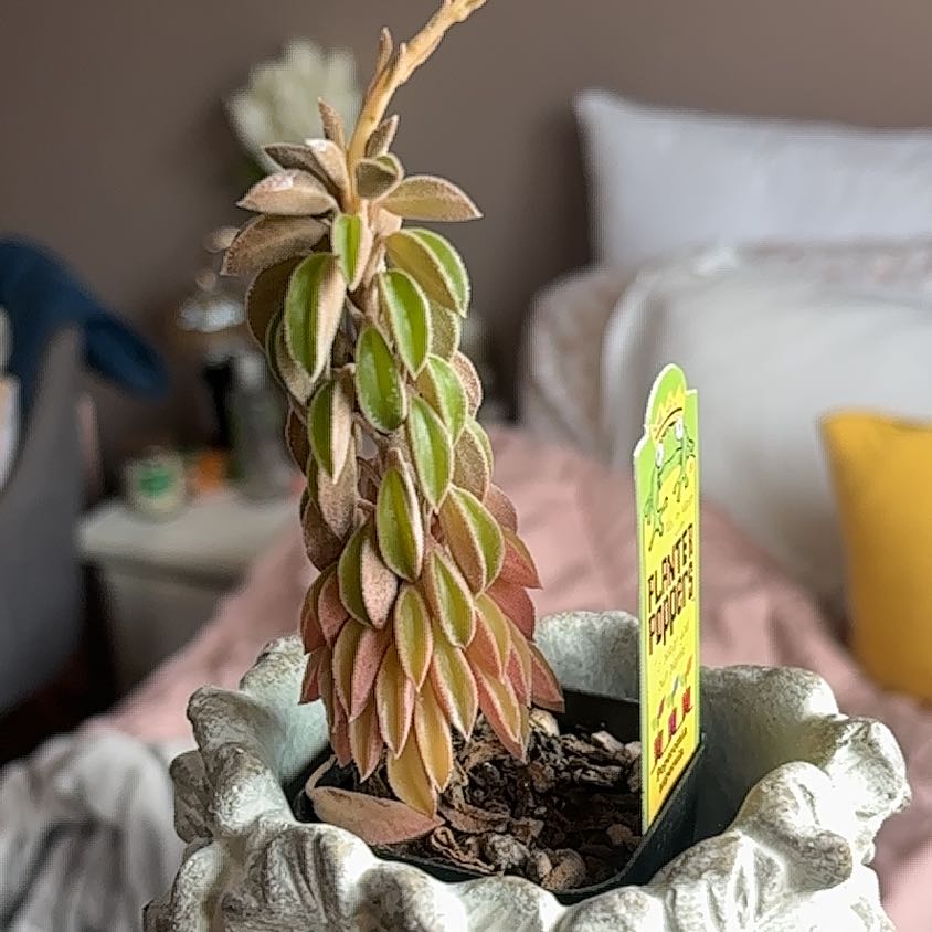 Photo of the plant species Peperomia asperula by @SoigneBentgrass named Love on Greg, the plant care app