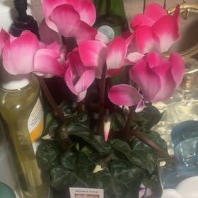 Photo of the plant species Cyclamen 'Indiaka Violet' by @SoigneBentgrass named Valentine on Greg, the plant care app