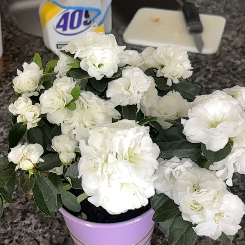 Photo of the plant species Azelea by @SoigneBentgrass named Azelea on Greg, the plant care app