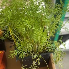 Photo of the plant species Dill by @SoigneBentgrass named Plato on Greg, the plant care app