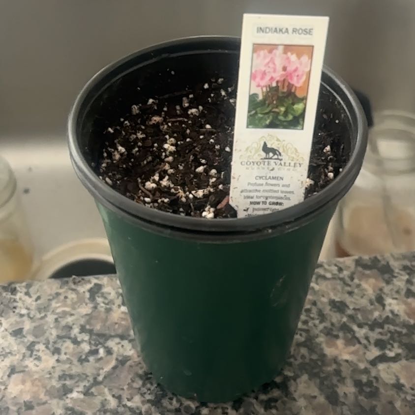 Photo of the plant species Spring Cyclamen by @SoigneBentgrass named Valentine on Greg, the plant care app
