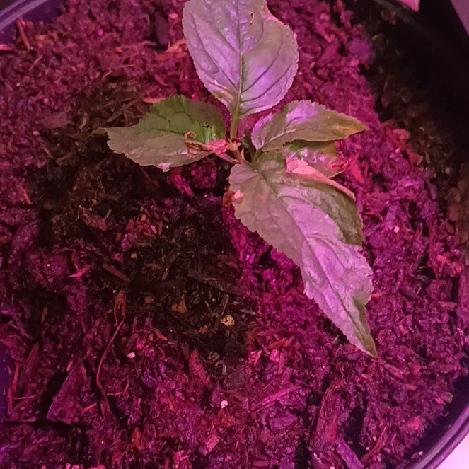 Photo of the plant species Rainier Cherry Tree by @NativeJitterbug named Lavender on Greg, the plant care app