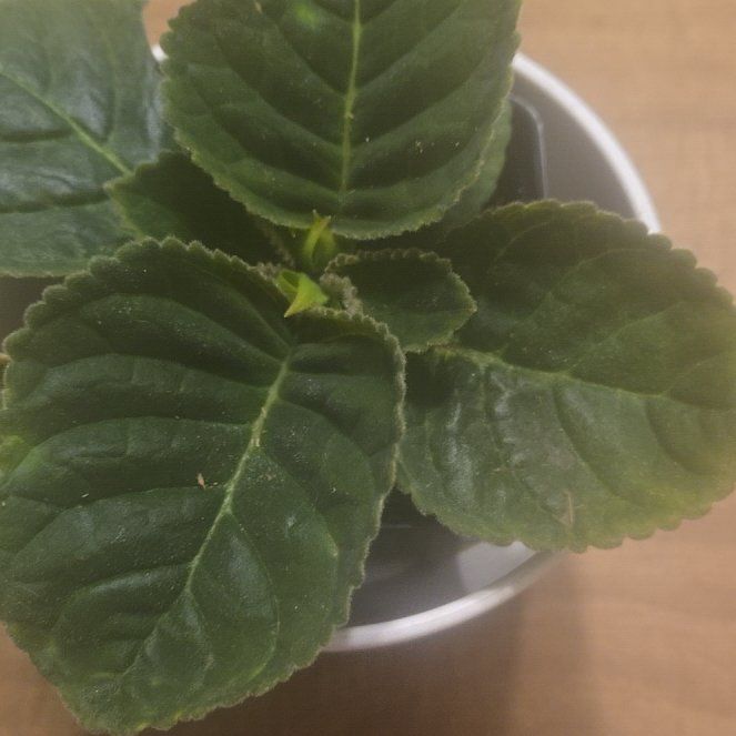 Photo of the plant species Tuberous Gloxinia by @ProfuseMystax20 named Grace on Greg, the plant care app
