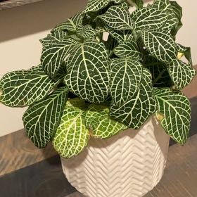 Photo of the plant species Ruby Lime by @AngelPepper78 named Achilles on Greg, the plant care app