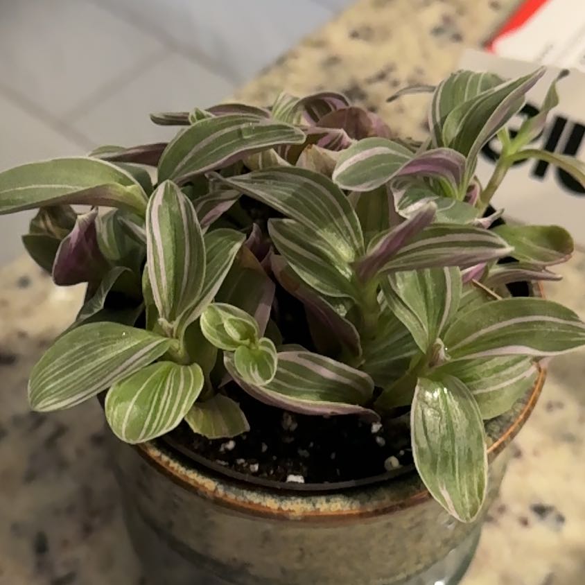 Photo of the plant species Feeling Flirty by @AngelPepper78 named Treeyoncé on Greg, the plant care app