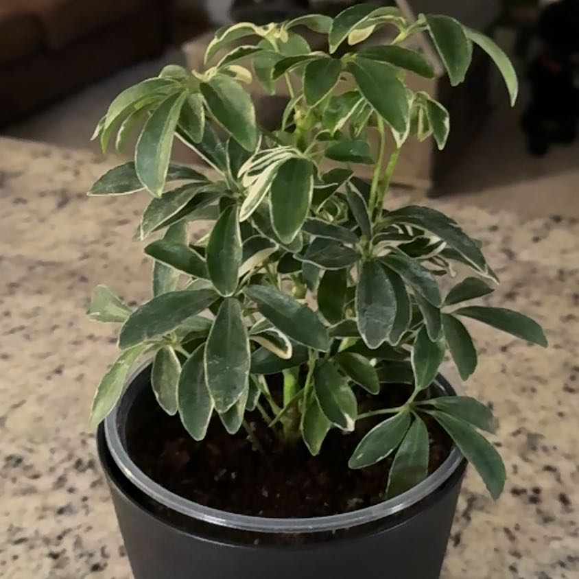 Photo of the plant species Moondrop Schefflera by @AngelPepper78 named Lola on Greg, the plant care app