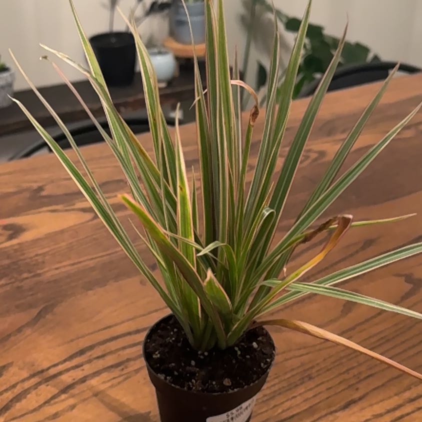 Photo of the plant species Margin by @AngelPepper78 named Michelle Branch on Greg, the plant care app