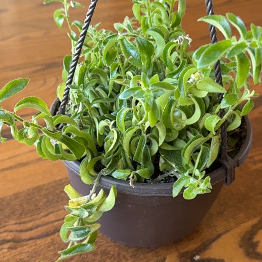 Photo of the plant species Twisted Lipstick Plant by @AngelPepper78 named Willow on Greg, the plant care app