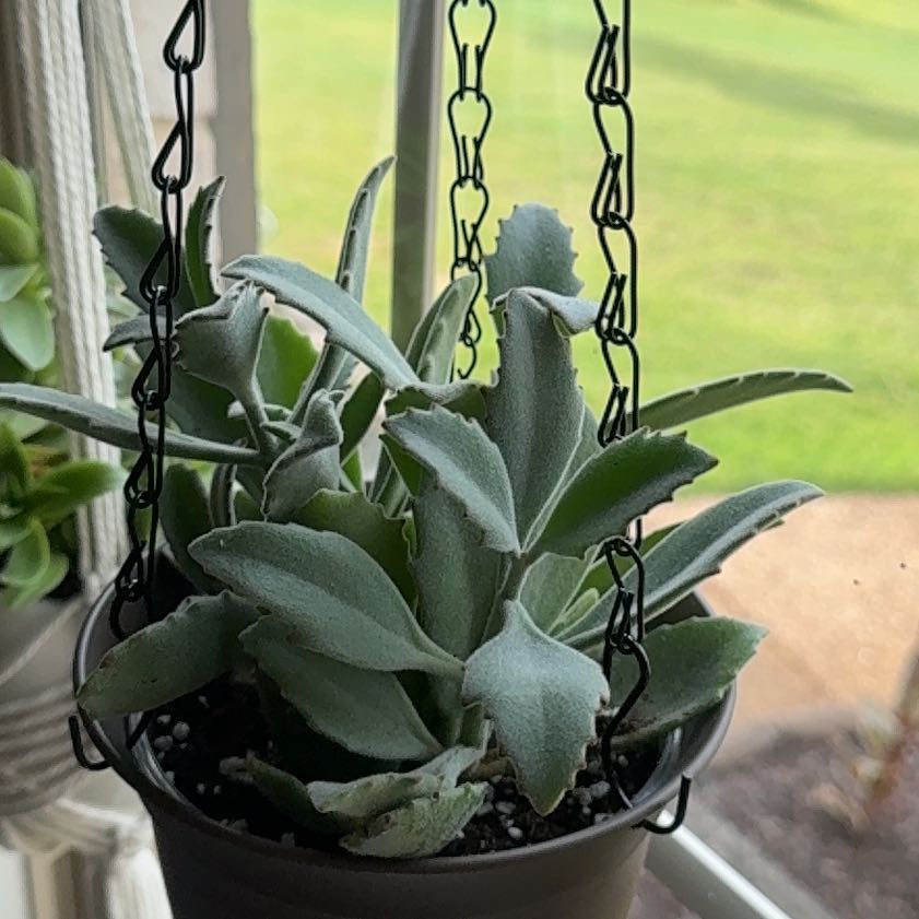 Photo of the plant species Kalanchoe 'Behartii' by @AngelPepper78 named Winston on Greg, the plant care app