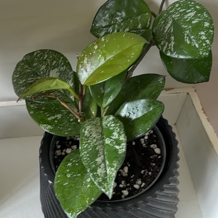 Photo of the plant species Speckled Hoya by @AngelPepper78 named Plato on Greg, the plant care app