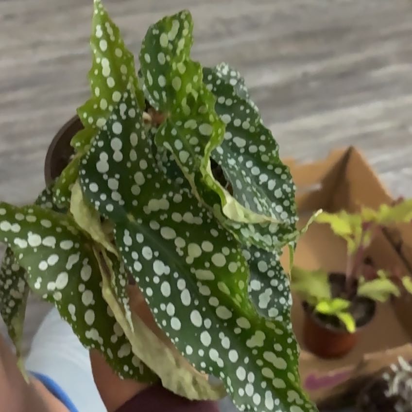 Photo of the plant species Begonia 'Angel My Special Angel' by @VocalAlbo8 named Lavender on Greg, the plant care app