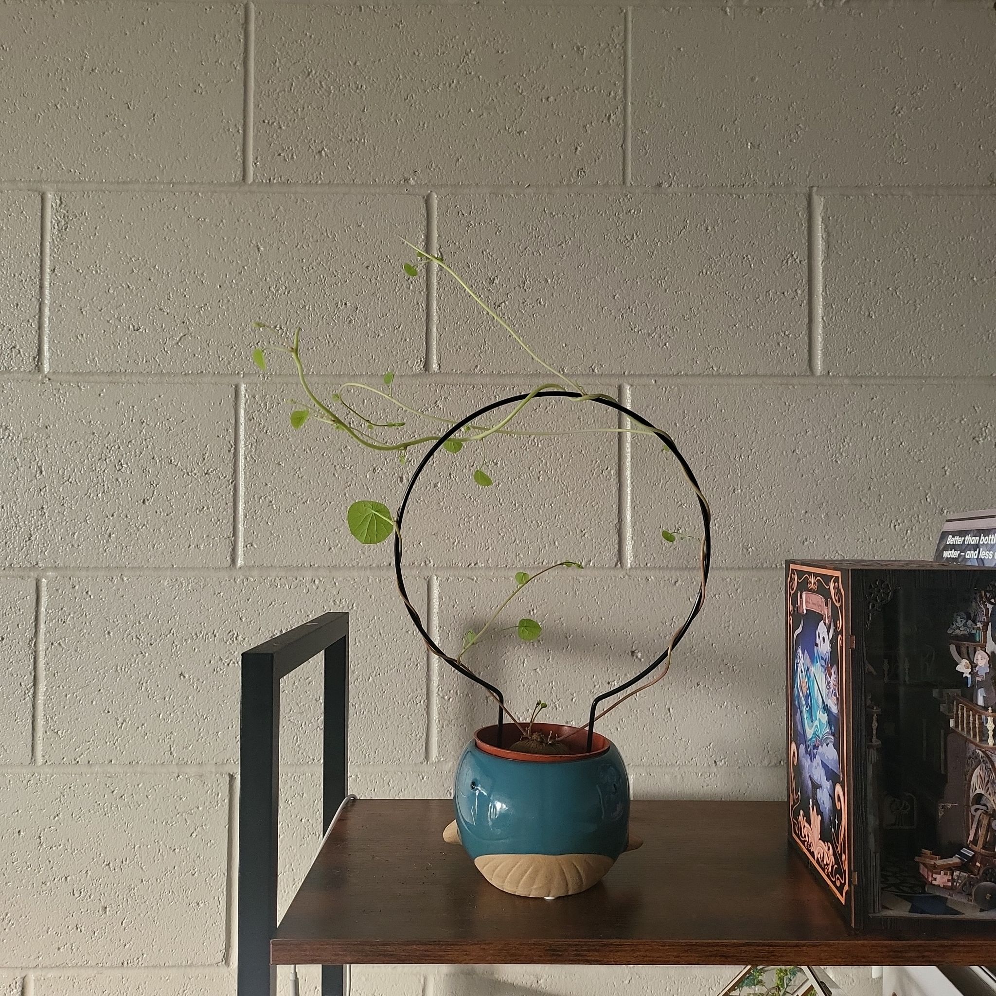 Photo of the plant species Stephania Cepharanta by @CoolMexico42 named Sloane on Greg, the plant care app
