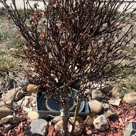 Photo of the plant species Pretty Lady™ Hybrid Tea Rose Tree by @PoshHunnemannia named Michelle Branch on Greg, the plant care app