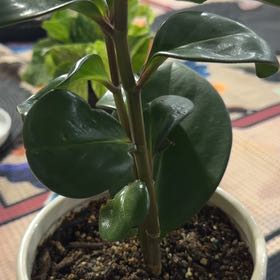 Photo of the plant species Peperomia 'Red Edge' by @FirstPlantMom named Red Peppy on Greg, the plant care app