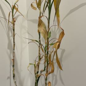 Bamboo plant