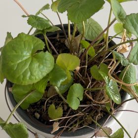 Photo of the plant species Indian Pennywort by @FirstPlantMom named Brahmi on Greg, the plant care app