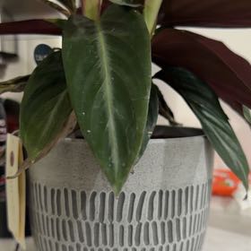 Photo of the plant species Stromanthe sanguinea 'Stripestar' by @FirstPlantMom named Calathea on Greg, the plant care app