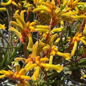 Photo of the plant species Kangaroo Paw by @HeroicWorm23 named Remington on Greg, the plant care app