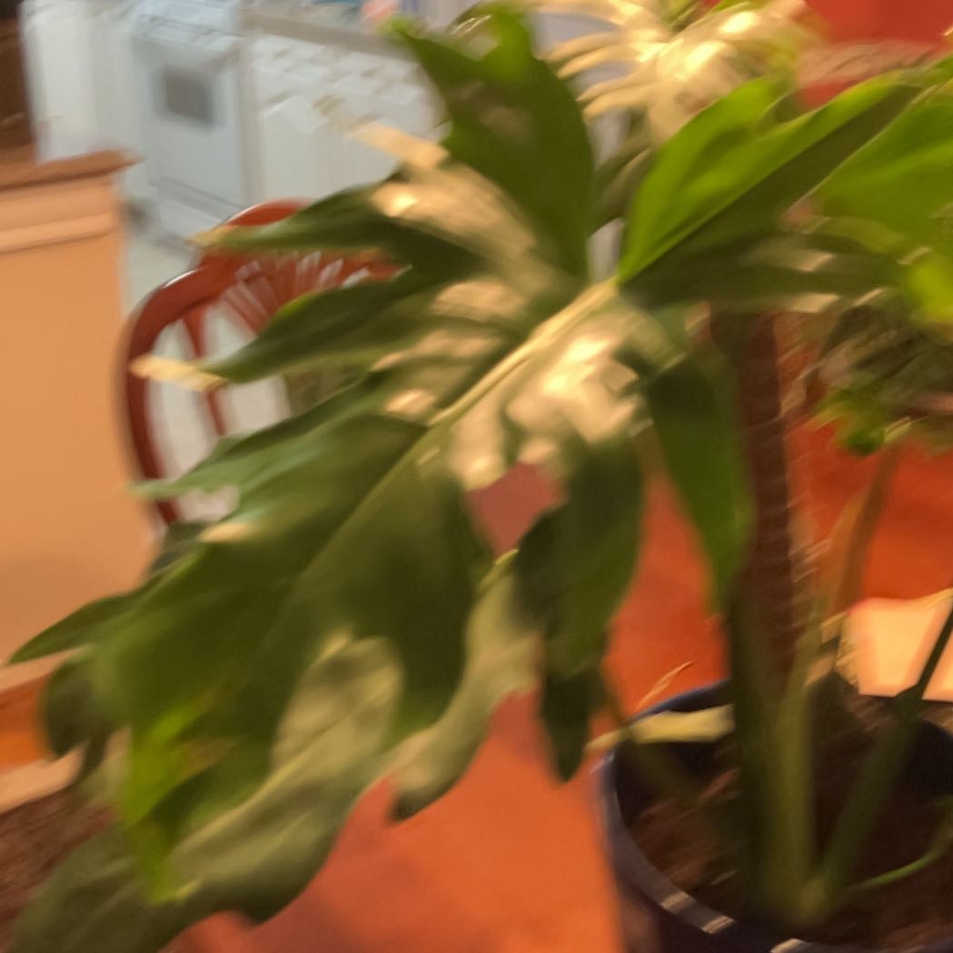 Photo of the plant species Philodendron mayoi by @KeyTexasash95 named da Vinci on Greg, the plant care app