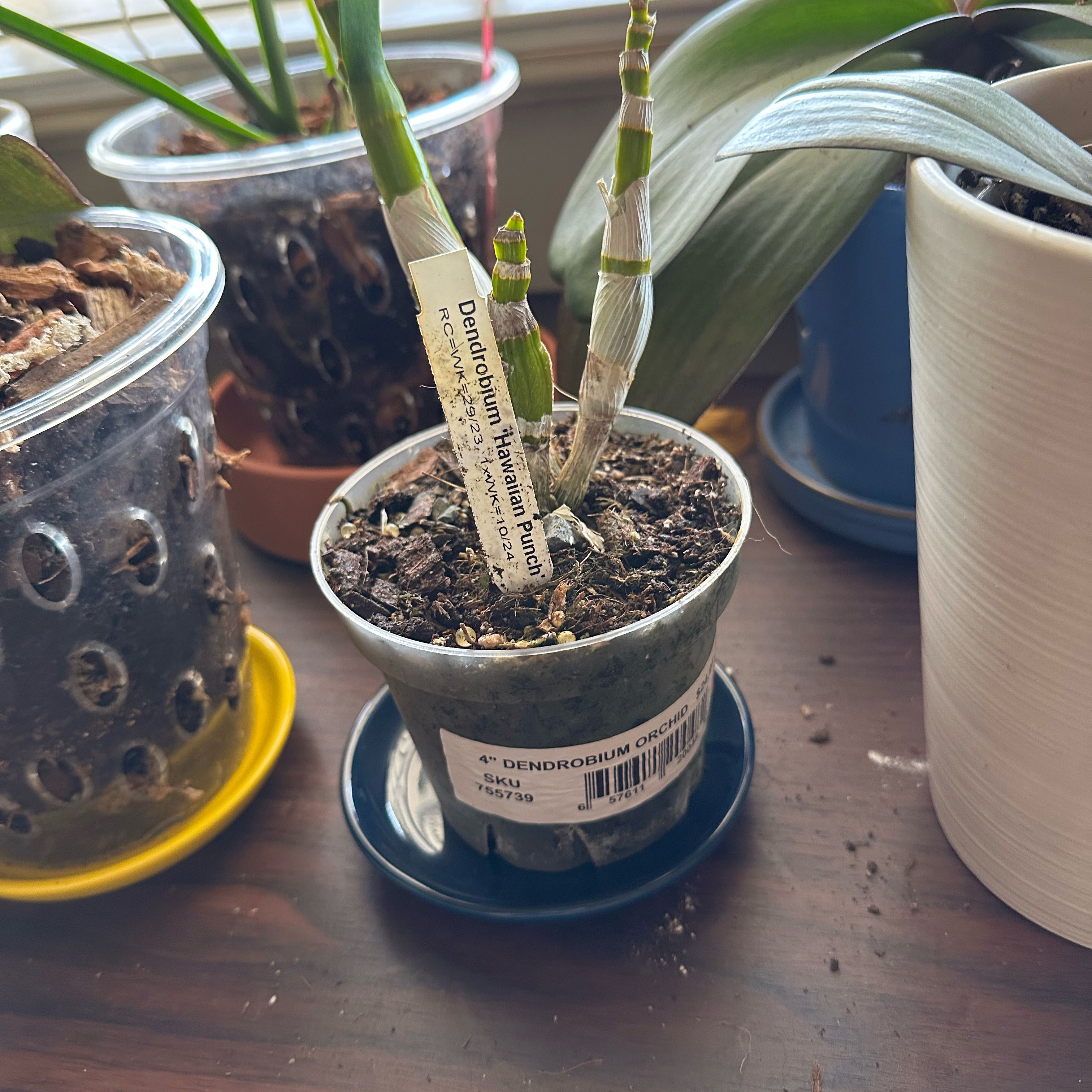 Photo of the plant species Dendrobium Hawaiian Punch by @WittyLorinseria named Dendrobium “Hawaiian Punch” on Greg, the plant care app