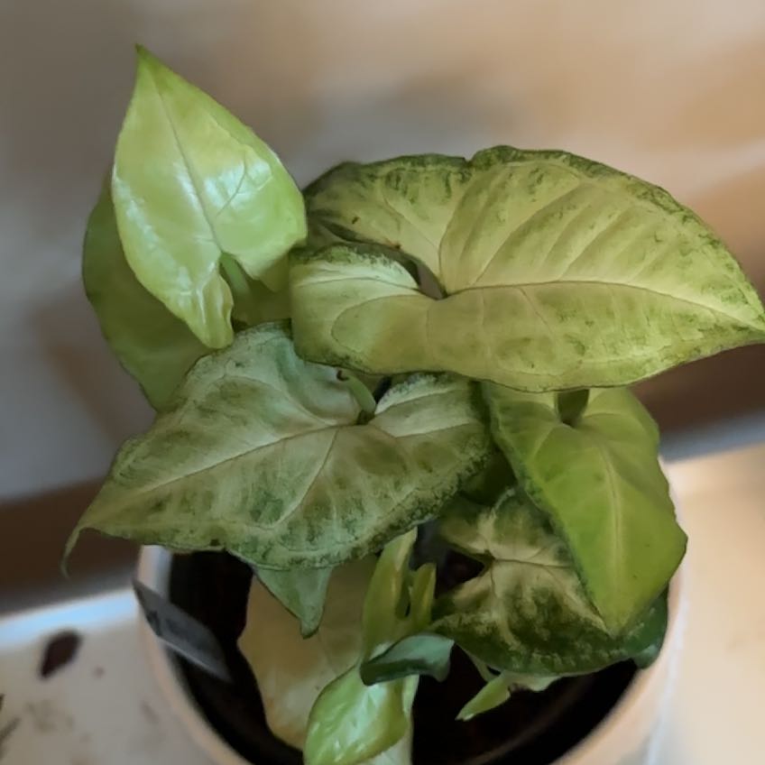Photo of the plant species Syngonium by @WittyLorinseria named Syngonium White Butterfly on Greg, the plant care app