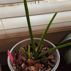 Photo of the plant species Waling-Waling by @WittyLorinseria named Vanda Hilo Rose on Greg, the plant care app
