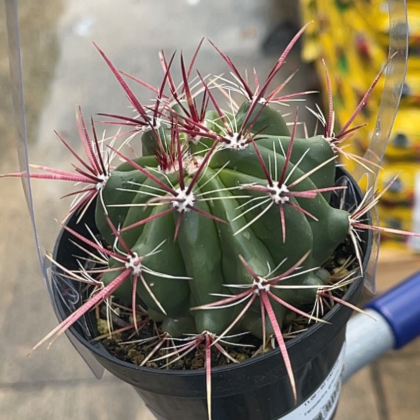 Photo of the plant species Barrel Cactus by @ZappySunbright named Harmony on Greg, the plant care app