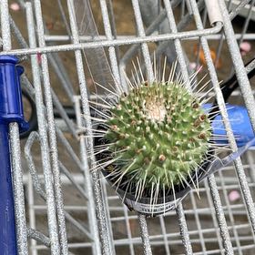 Photo of the plant species Mammillaria carnea by @ZappySunbright named Einstein on Greg, the plant care app