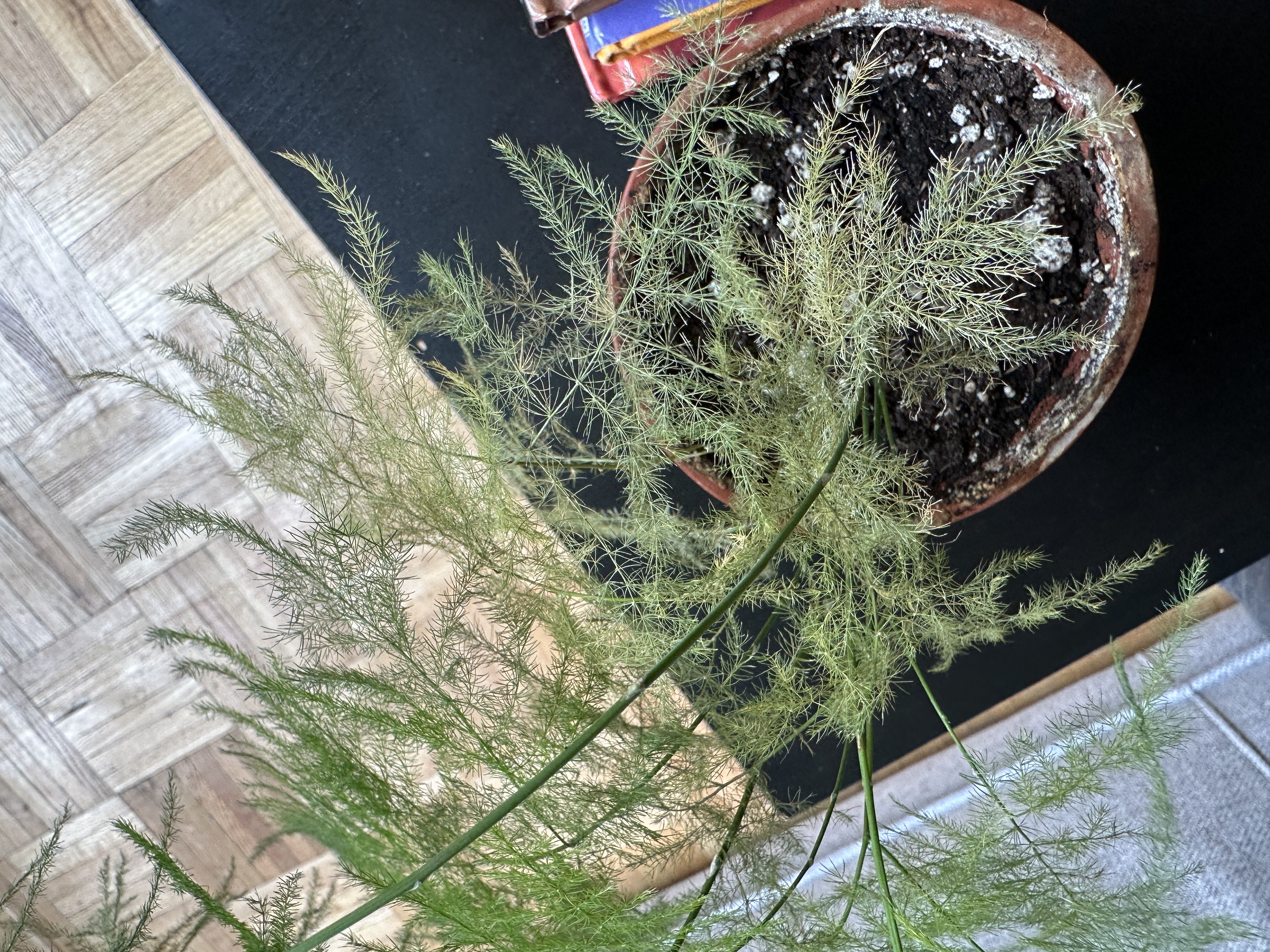 Photo from the post