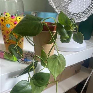 Heartleaf Philodendron plant in Preston, England