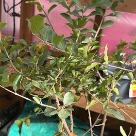 Photo of the plant species Black Chokecherry by @Imissmydeaddog named Athena on Greg, the plant care app