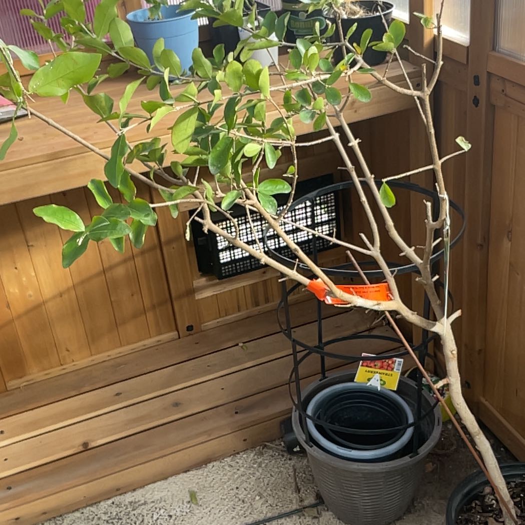 Photo of the plant species Red Cherry by @Imissmydeaddog named Sir Plancelot on Greg, the plant care app